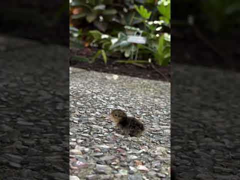 Cute baby Quail😍🥰 #viralvideo #cute #cuteanimal #shortvideo #yt #quail #quailfarming #quailbirds #fy