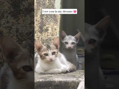 You both are My Angel's 😘💓❤#viralshort #viralreels #viralvideos #viralvideos #viralvideos #subscribe