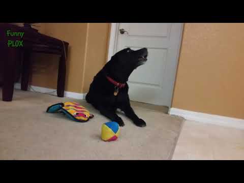 Funny Dogs Barking and Howling Compilation 15 Minutes