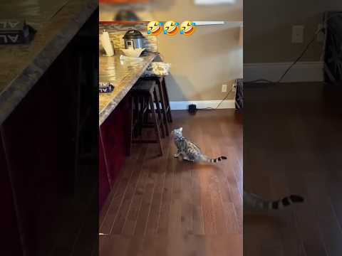 kocak lu meng🤣 #cat #funnycats #kucinglucu #shorts