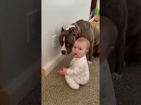 Pitbull Saves Cute Baby From Electric Circuit Shock | Real Footage