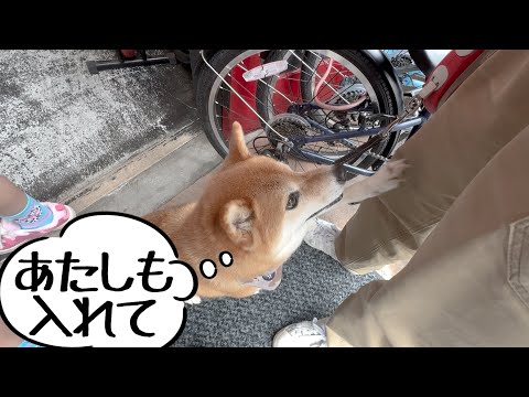 6歳娘の誕生日プレゼントを私にも選ばせろと主張する柴犬おねーちゃん