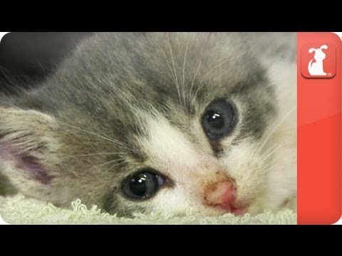 Unadoptables - URGENT Unweaned Kittens Need Foster NOW - UCPIvT-zcQl2H0vabdXJGcpg