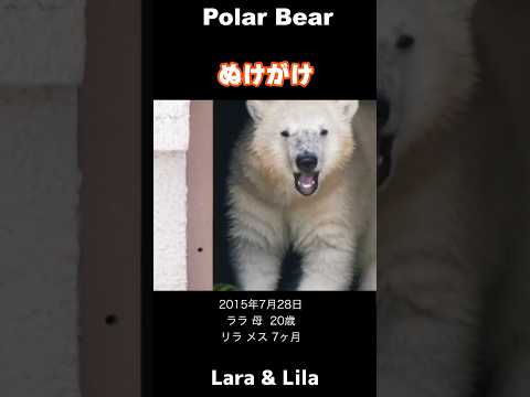 スイカ大好き!こぐまの抜け駆け #ホッキョクグマ #polarbear #shorts