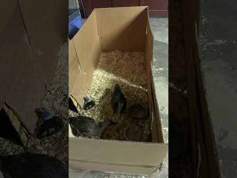 Two days till release, but I decided to upgrade their hut anyway.