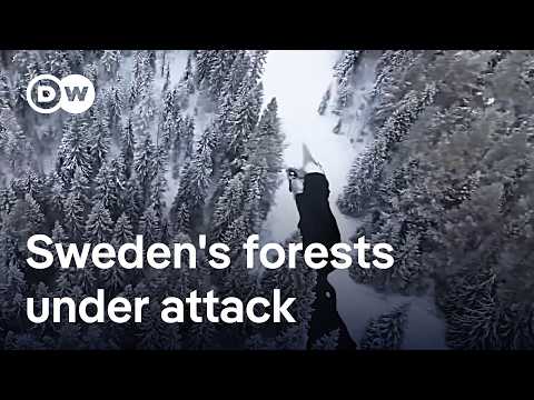 Is Sweden letting its ancient forests get pulped for paper? | Focus on Europe