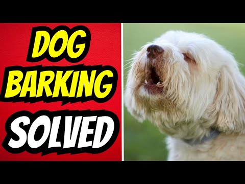 BARKING 101: Proven Methods To Stop Barking And Train Your Dog To Be Quiet!