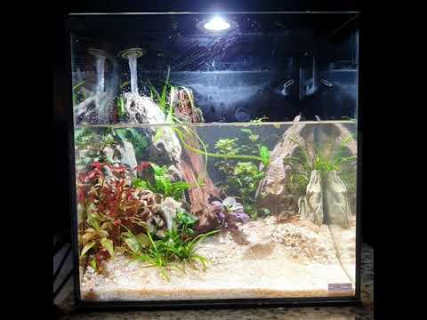 Water change lo-fi song of the day (aquascaped rim Relax and listen to a song with me while I change the tannic water in this 11.3g AIO cube. Tannins a