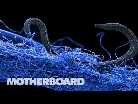 Clues To Life on Mars May Live in the Mine-Dwelling Devil Worm - UCB6PV0cvJpzlcXRG7nz6PpQ