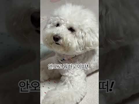 보고싶다구해찌 #강아지영상 #dogshorts #bichon #pets #해떠안해떠 #메롱