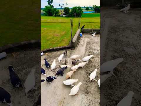 #pigeon #shortvideo #viral #shorts #love