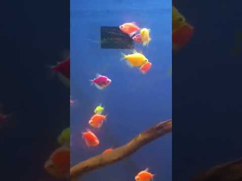 #IMPOSSIBLE🥂#Fish#Water#World#Aquatic#Animal#Colourful#