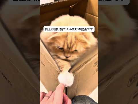 まんまる白玉はいかがですか?#猫 #cat #おこしし