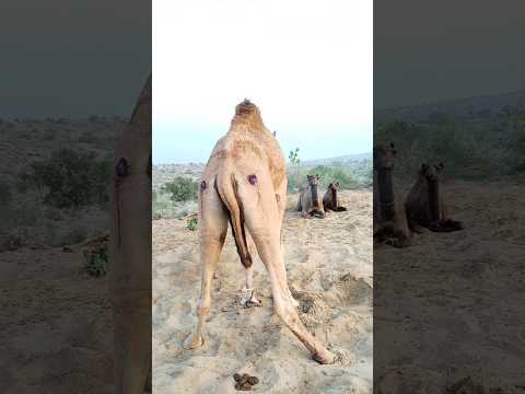 منظر الجمال في الصباح الباكر على صحرائي الجميلة 🐪🌅 #viralvideo #animals #nature #wildlife #funny