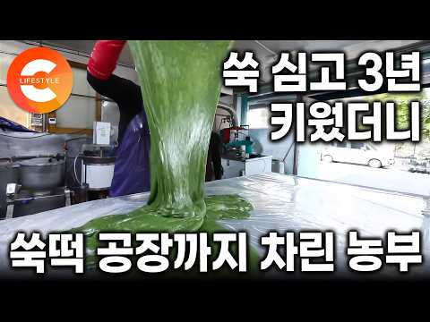 씨앗 심고 3년 기다렸더니 초대형 쑥밭이 됐다! 평범한 떡집에서 쑥떡 하나만 고집했더니 전국에서 주문 폭주, 가족의 떡방앗간 성공기｜#한국기행