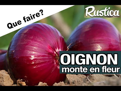 Mes oignons fleurissent et montent en graine, que faire ?