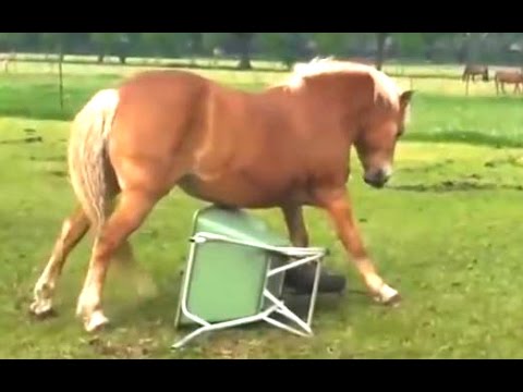 Funny Horse Videos Compilation 2014 [NEW] - UCCLFxVP-PFDk7yZj208aAgg
