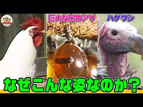 ハゲた頭やデカいお尻は何のため!?ニワトリのトサカは権力闘争の武器だった！姿・カタチに秘められた深いワケ【どうぶつ奇想天外／WAKUWAKU】