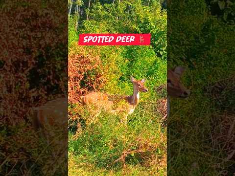 Spotted Deer of the jungle 🦌 #short #viral #jimcorbettwildlifeandnatureview #trending #deer #youtube