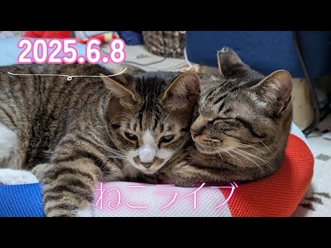 【なかよし兄弟】ガーちゃん&ゴマちゃんライブ  2025.6.8　生配信【リキちゃんねる・猫LIVE】