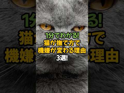 【知らないと嫌われる!?】猫が撫で方で機嫌が変わる理由3選!🐾1分で解説!
