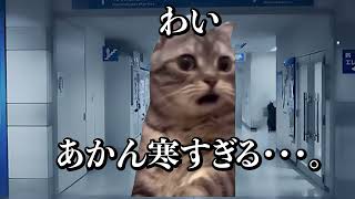 【猫ミーム】病院に寒波襲来した時の話。　#猫ミーム #vtuber  #医師解説