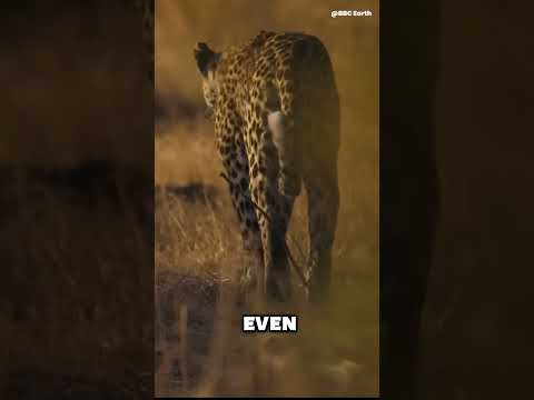 Which country has the most leopards? #shorts #animals #animalkingdom #wildlife #leopard #india