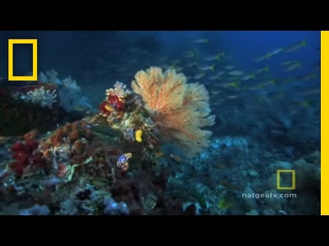 Exploring Oceans: Great Barrier Reef - UCpVm7bg6pXKo1Pr6k5kxG9A