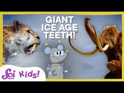 Tails and Tusks and Teeth, Oh My! | SciShow Kids Compilation