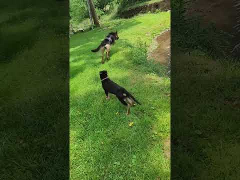 Funny and cute dogs compilation#funnydogs#cute#doglover#doglife#cure#dogshorts#pet#doglife#dogshorts