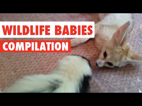 Wildlife Babies Video Compilation 2017 - UCPIvT-zcQl2H0vabdXJGcpg