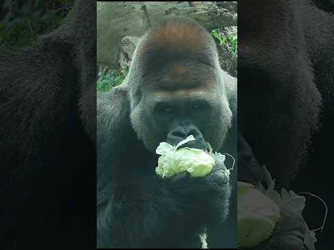 金剛猩猩の魅力と台北動物園での体験ガイド サムネイル