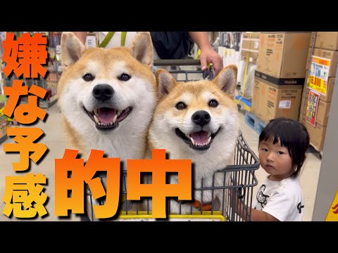 １ヶ月前から懸念していた【予感的中】散歩中、動かない柴犬＆２歳児