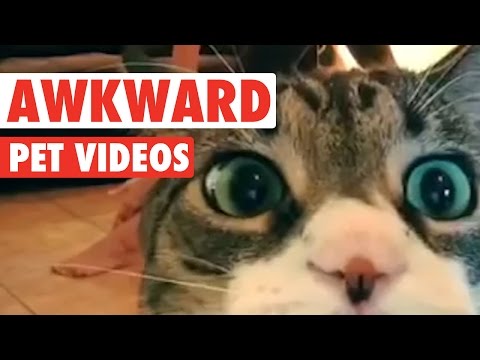 Awkward Pet Videos || Funny Pet Compilation - UCPIvT-zcQl2H0vabdXJGcpg