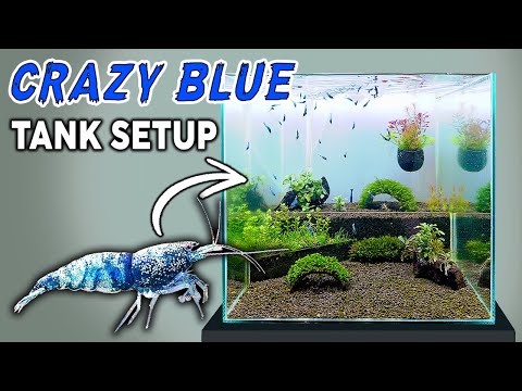 New Tank Setup for EXOTIC Caridina Shrimp (Step by Today we are building another tank for my new 'Crazy Blue' caridina shrimp with a small aquascape. W