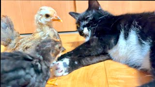 動画サムネイル