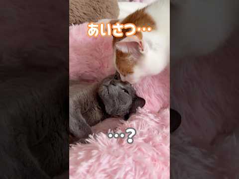 猫の動画サムネイル - ハムちゃんとトロシャンが挨拶してました！ #shorts