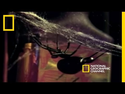 Deadly Mates: Black Widow Spider | National Geographic - UCpVm7bg6pXKo1Pr6k5kxG9A