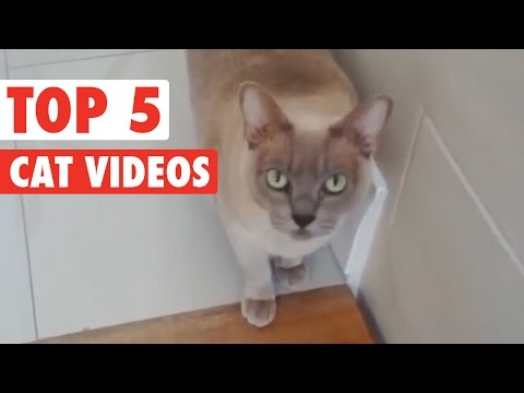 Fantastic Cats of the Week Video Compilation 2016 - UCPIvT-zcQl2H0vabdXJGcpg