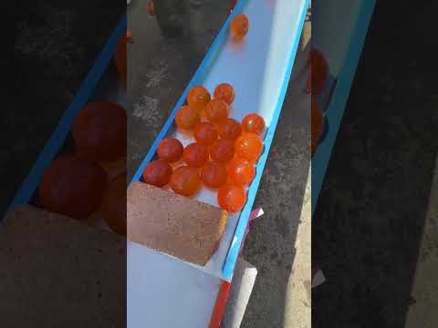 Marble Run Race ☆ Morning Marble Run Race with Living Legends⑤
