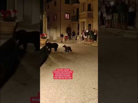 Beloved bear shot dead in Italian town