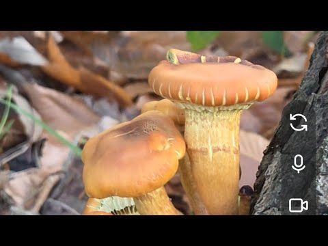 Còn Chút Gió Thu Đi ngắm những chiếc nấm và hạt dẻ