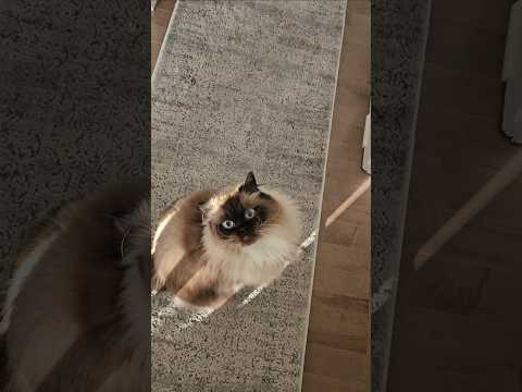 If you agree, say yes👇#cat #cats #funnycats #shorts #viralvideos @LittleLove666