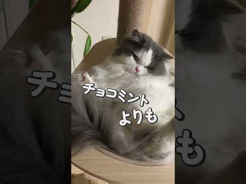 カメラロールのペット動画をテンプレでショートに投稿しよう!#愛スクリーム #猫のいる生活