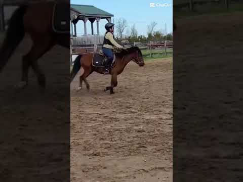 Hes so adorableee #equestrianriding #horse #smalljump #horseenthusiast #equestrian #equestrianlife
