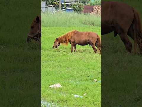 A Majestic Horse Grazing Peacefully in a Field #shorts #horse
