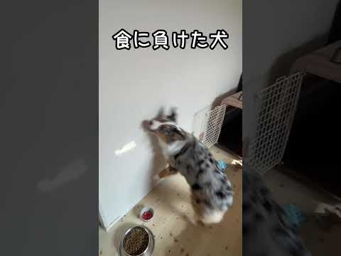 遊びより今は食#犬#犬のいる暮らし #かわいい#癒し#オーストラリアンシェパード#中型犬#dog #aussie #australianshepherd