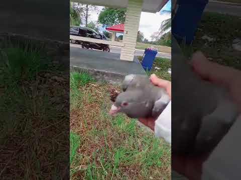 walang susuko #alburoloft #kalapatids #idol #mpc #alburotv #puf