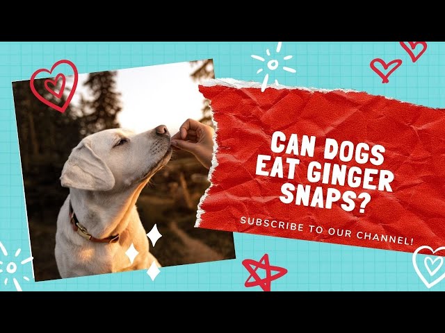 can dogs have ginger snaps