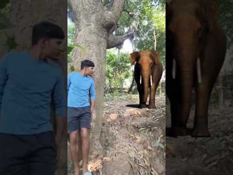 Tourists run for their lives to evade charging elephant attack #shortvideos 🦣🦣